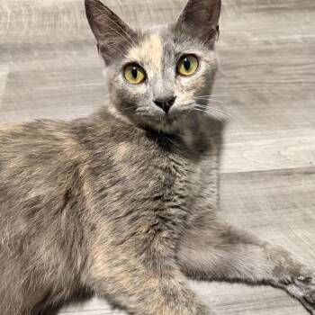 Margaret -  Dilute Tortoiseshell Cat for Adoption in Greensboro, North Carolina - Margaret | PetCurious