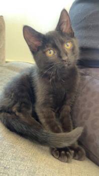 Max (26-120 C) -  Domestic Short Hair Cat for Adoption in Lansing, Michigan - Max (26-120 C) | PetCurious