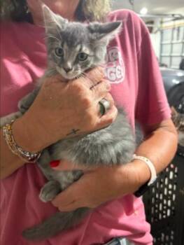 Marshmellow -  Domestic Short Hair Cat for Adoption in Lemoyne, Pennsylvania - Marshmellow | PetCurious