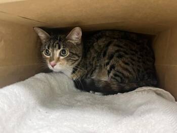 PRECIOUS -  Domestic Short Hair Cat for Adoption in Loveland, Colorado - PRECIOUS | PetCurious