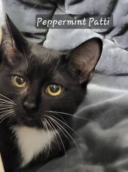Rescue Domestic Short Hair Cats for Adoption in Ellijay, Georgia - Peppermint Patti | PetCurious