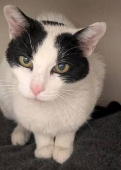 Domestic Short Hair Cats Available for Adoption in Sacramento, California - Evanescence | PetCurious