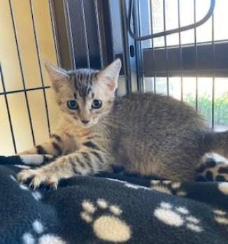 Rescue Domestic Short Hair Cats for Adoption in Mason City, Iowa - Rangoon | PetCurious