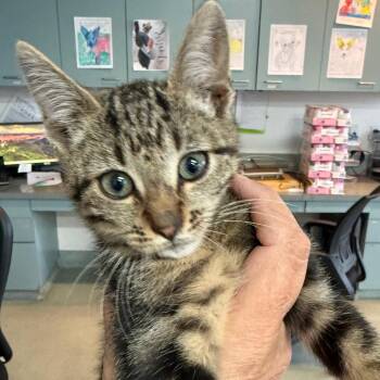 Clinton -  Domestic Short Hair Cat for Adoption in Fresno, California - Clinton | PetCurious