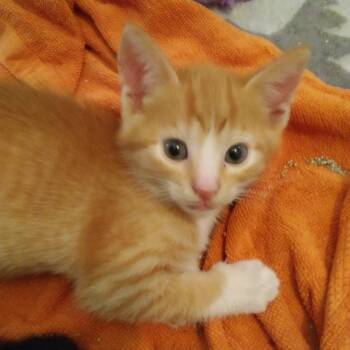 Dash -  Domestic Short Hair Cat for Adoption in West Palm Beach, Florida - Dash | PetCurious