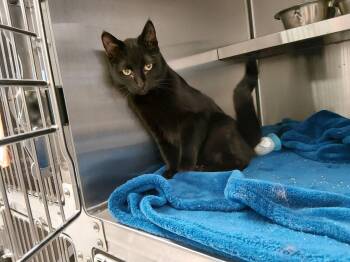 Domestic Short Hair Cats Available for Adoption - Renesmee | PetCurious