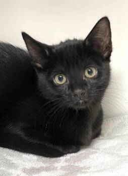 Rescue Domestic Short Hair Cats for Adoption in Norwalk, Connecticut - Mimi (with Sibling) | PetCurious