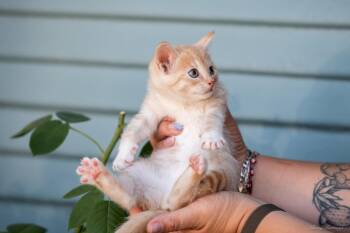 Sunshine (& Cloudy) -  Tabby and Domestic Short Hair Cat for Adoption in Walnut Creek, California - Sunshine (& Cloudy) | PetCurious
