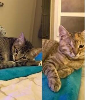 Rescue Domestic Short Hair Cats for Adoption in Encinitas, California - Outlaw & Oakley (Bonded Pair) | PetCurious