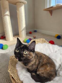 Fancy -  Domestic Long Hair Cat for Adoption in Champaign, Illinois - Fancy | PetCurious