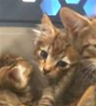 GEORGIA -  Domestic Medium Hair Cat for Adoption in Charlotte, North Carolina - GEORGIA | PetCurious