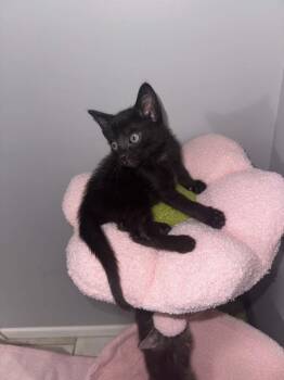Albus -  Domestic Short Hair Cat for Adoption - Albus | PetCurious