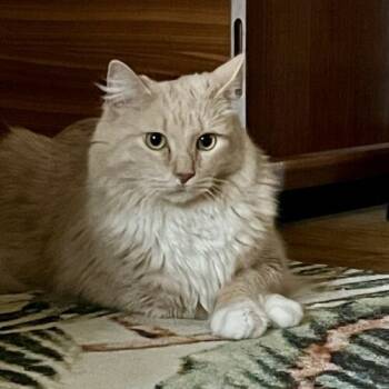 Rescue Domestic Long Hair Cats for Adoption in Chapel Hill, North Carolina - Flash | PetCurious