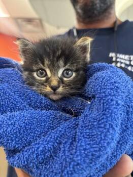 PARTY IN THE BACK -  Domestic Short Hair Cat for Adoption in Louisville, Kentucky - PARTY IN THE BACK | PetCurious