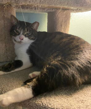 Rescue Domestic Medium Hair Cats for Adoption in San Antonio, Texas - BARBIE | PetCurious
