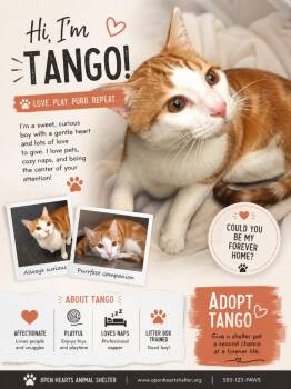 Domestic Short Hair Cats Available for Adoption in Columbia, Tennessee - Bo | PetCurious