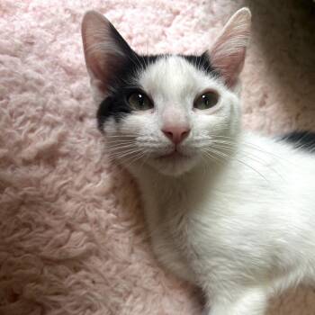 Poppy -  Domestic Short Hair Cat Available for Adoption in Philadelphia, Pennsylvania - Poppy | PetCurious