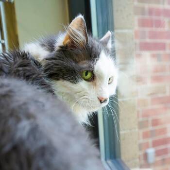 Stormy -  Domestic Long Hair Cat Available for Adoption in Kansas City, Kansas - Stormy | PetCurious