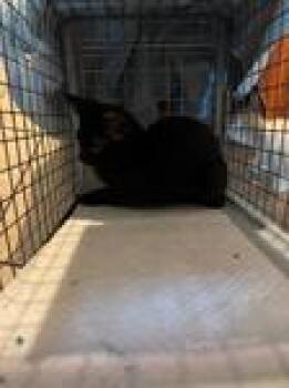 Rescue Domestic Short Hair Cats for Adoption in Chico, California - Sparrow | PetCurious