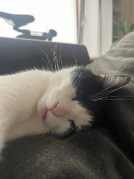 Dex -  Domestic Short Hair Cat for Adoption - Dex | PetCurious