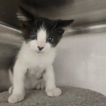 Mercedes -  Domestic Short Hair Cat for Adoption in Grantsville, Utah - Mercedes | PetCurious