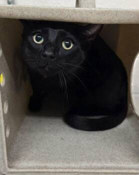 Hermes -  Domestic Medium Hair Cat for Adoption in Fruit Heights, Utah - Hermes | PetCurious