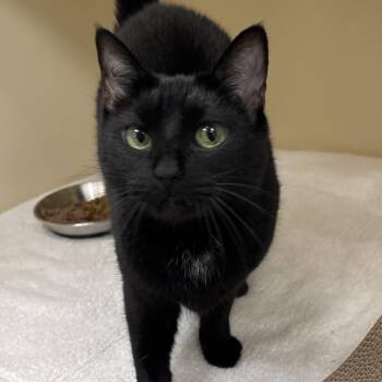 Dior -  Domestic Short Hair Cat for Adoption in Naperville, Illinois - Dior | PetCurious