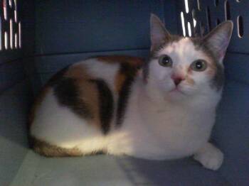 A1268786 -  Domestic Short Hair Cat for Adoption in Charlotte, North Carolina - A1268786 | PetCurious