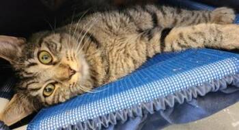 August -  Domestic Short Hair Cat for Adoption in West Chester, Pennsylvania - August | PetCurious