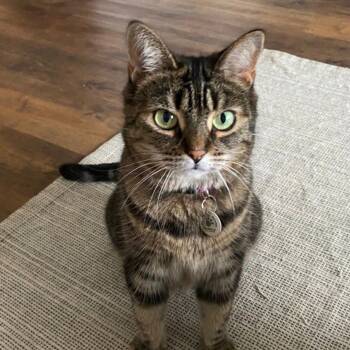 Rescue Domestic Short Hair Cats for Adoption in Montreal, Quebec - Tattoune | PetCurious