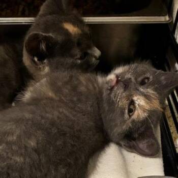 Rescue Domestic Short Hair Cats for Adoption in Glendale, Wisconsin - The Butterscotch Twins - Maxi And Mini | PetCurious