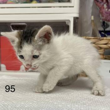 Peanut -  Domestic Short Hair Cat for Adoption in Spokane, Washington - Peanut | PetCurious