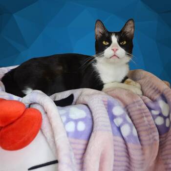 Bronxly Arizona -  Tuxedo Cat for Adoption in Phoenix, Arizona - Bronxly Arizona | PetCurious