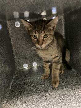 SMITH -  Domestic Short Hair Cat for Adoption in Dallas, Texas - SMITH | PetCurious