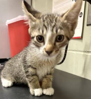 WALLY -  Domestic Short Hair Cat for Adoption in Minneapolis, Minnesota - WALLY | PetCurious