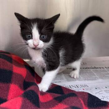 Liberty -  Domestic Short Hair Cat for Adoption in Mocksville, North Carolina - Liberty | PetCurious