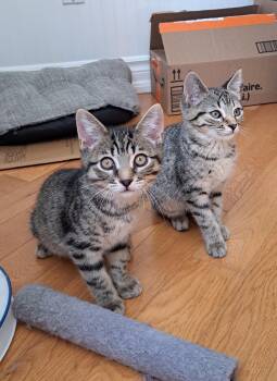 NECTAR ET NUTELLA (FA-FF) -  Domestic Short Hair Cat for Adoption in Sainte-angèle-de-monnoir, Quebec - NECTAR ET NUTELLA (FA-FF) | PetCurious