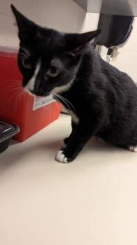 Domestic Short Hair Cats Available for Adoption in Wichita, Kansas - Carlisle | PetCurious