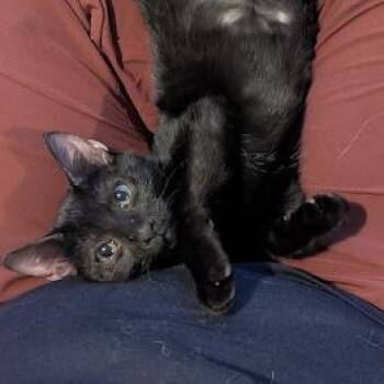 Tiffany -  Bombay and Domestic Short Hair Cat for Adoption in UNIVERSITY PA, Maryland - Tiffany | PetCurious
