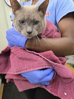 Domestic Short Hair Cats Available for Adoption in Gainesville, Florida - Ashe | PetCurious