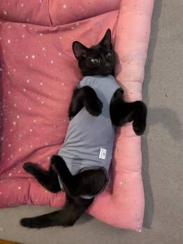 Loki -  American Shorthair Cat for Adoption in New York, New York - Loki | PetCurious