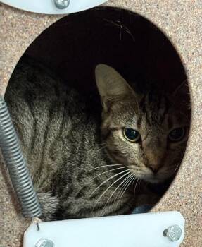 Kai -  Domestic Short Hair Cat for Adoption in Park Row, Texas - Kai | PetCurious