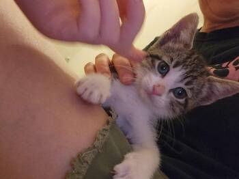 Ocean G. -  Domestic Short Hair Cat for Adoption in West Peoria, Illinois - Ocean G. | PetCurious