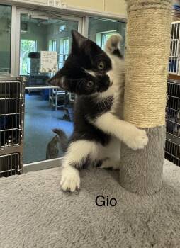 Gio -  Domestic Short Hair Cat for Adoption in Ulster, Pennsylvania - Gio | PetCurious