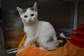 Neutral Good -  Domestic Short Hair Cat for Adoption in Kansas City, Missouri - Neutral Good | PetCurious
