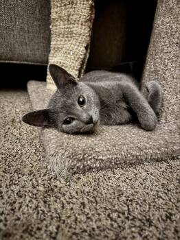 Rescue Domestic Short Hair Cats for Adoption in Springfield, Missouri - Bucky | PetCurious