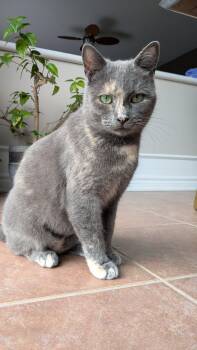 Tortoiseshell Cats Available for Adoption - Millie | PetCurious