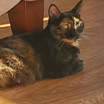 Rescue Domestic Short Hair Cats for Adoption in Farmington, Minnesota - Sierra | PetCurious