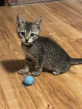 PRESTON -  Domestic Short Hair Cat for Adoption in Louisville, Kentucky - PRESTON | PetCurious
