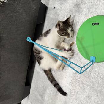 Theodore (Teddy) -  Domestic Short Hair Cat for Adoption in Mayfield, New York - Theodore (Teddy) | PetCurious